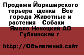 Продажа Йоркширского терьера, щенки - Все города Животные и растения » Собаки   . Ямало-Ненецкий АО,Губкинский г.